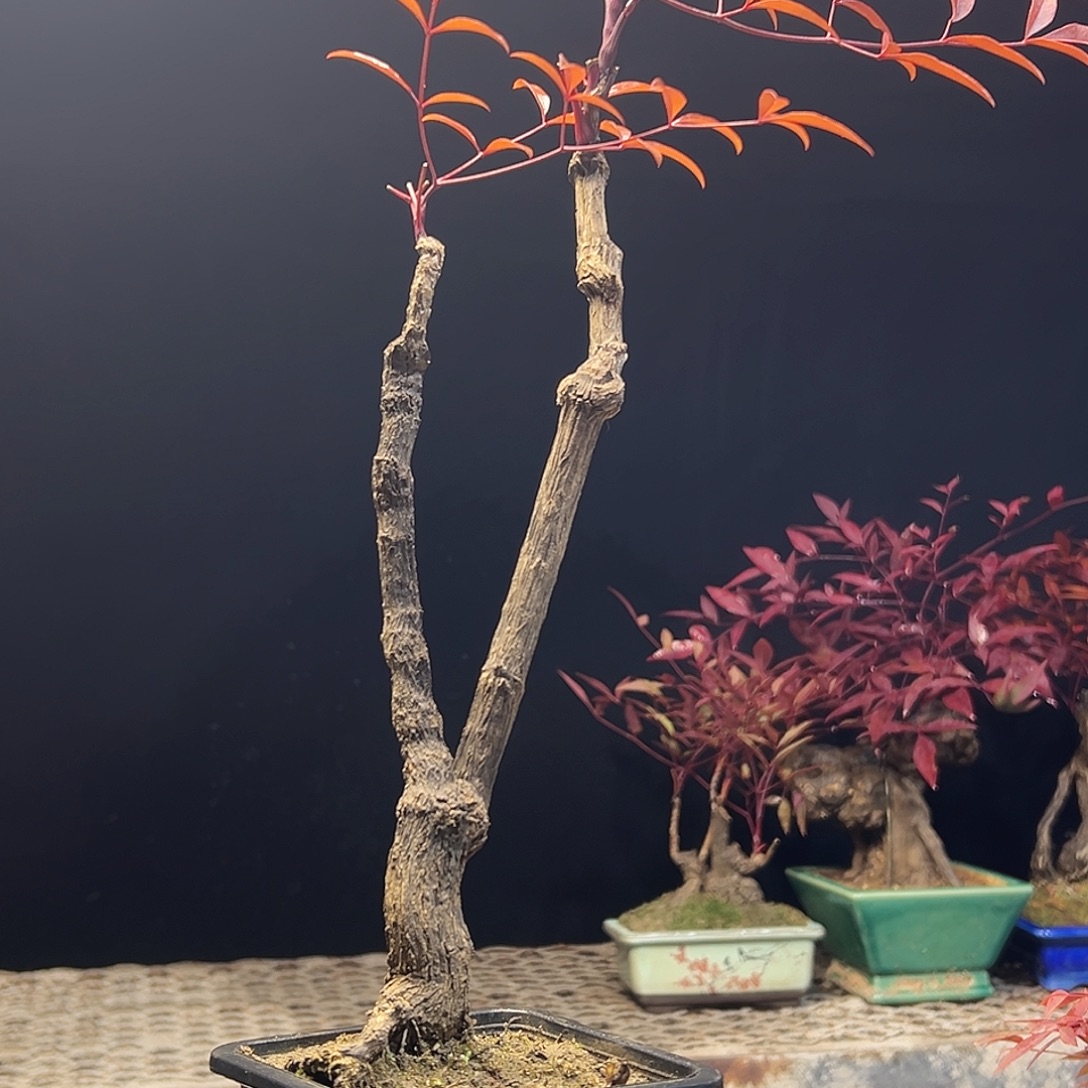 不开花植物0000000017