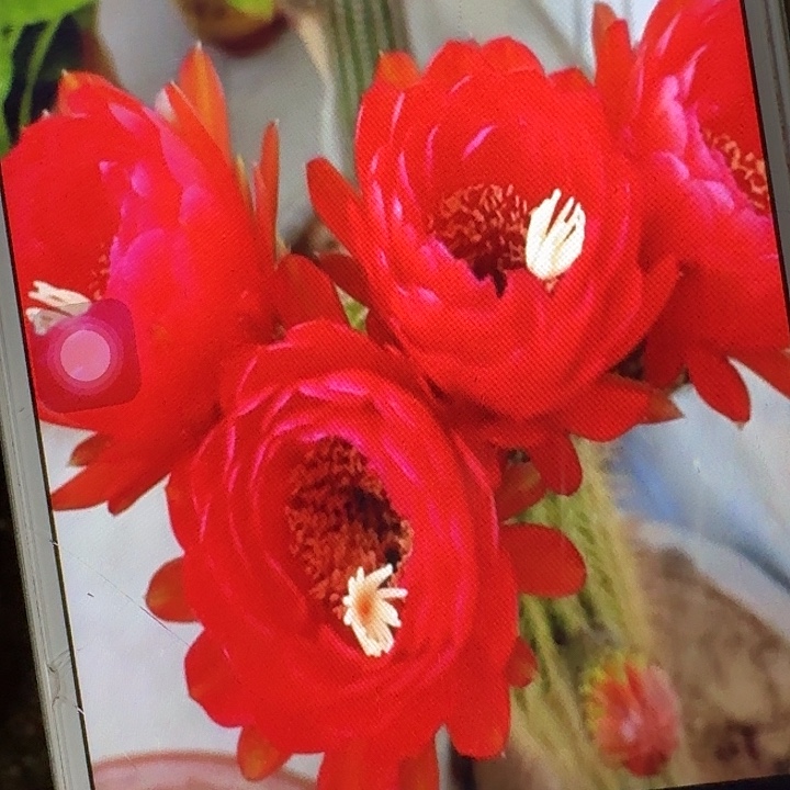 樱桃红侧芽5公分左右毛花柱（20包邮）