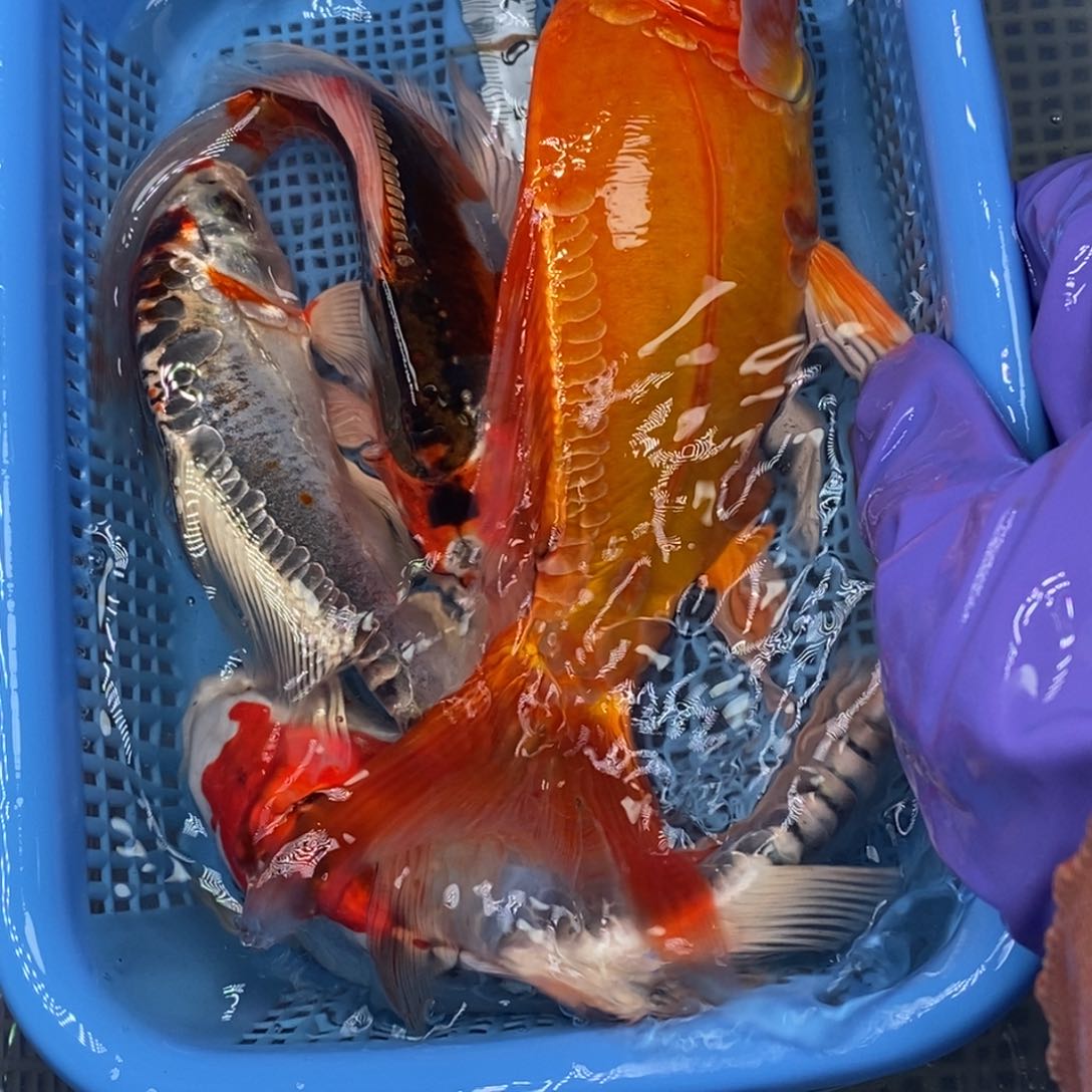 锦鲤冷水锦鲤包邮