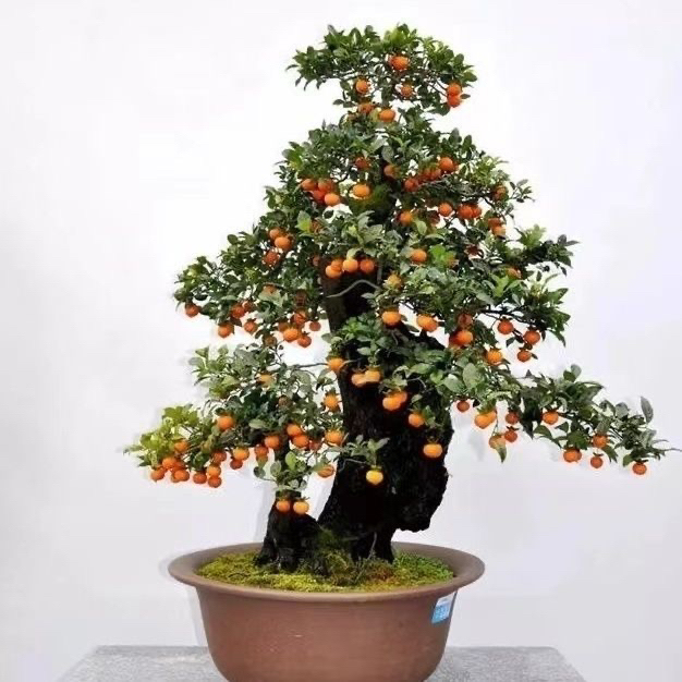 金弹子盆景母桩公桩黑塔子瓶兰花开花结果