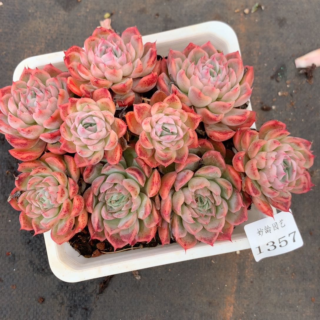 1357杂交精品基地15厘米