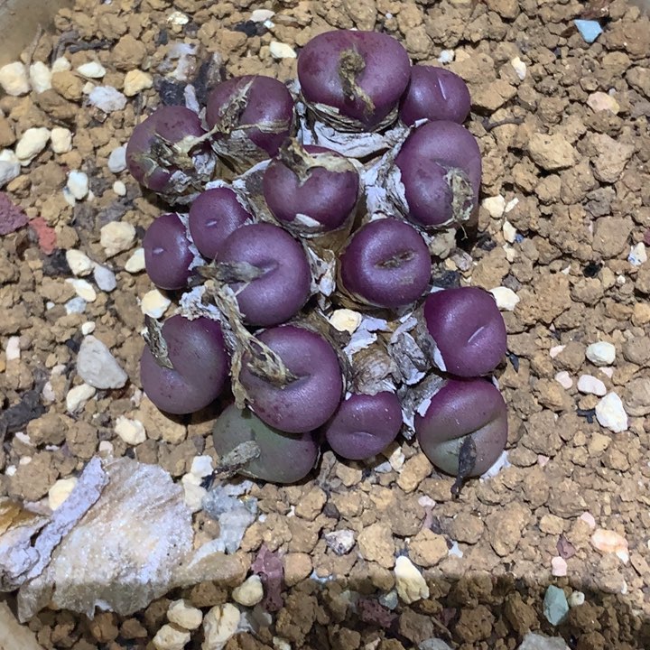 精品多肉植物紫小刀