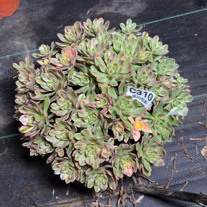 瑞妈一物一拍310