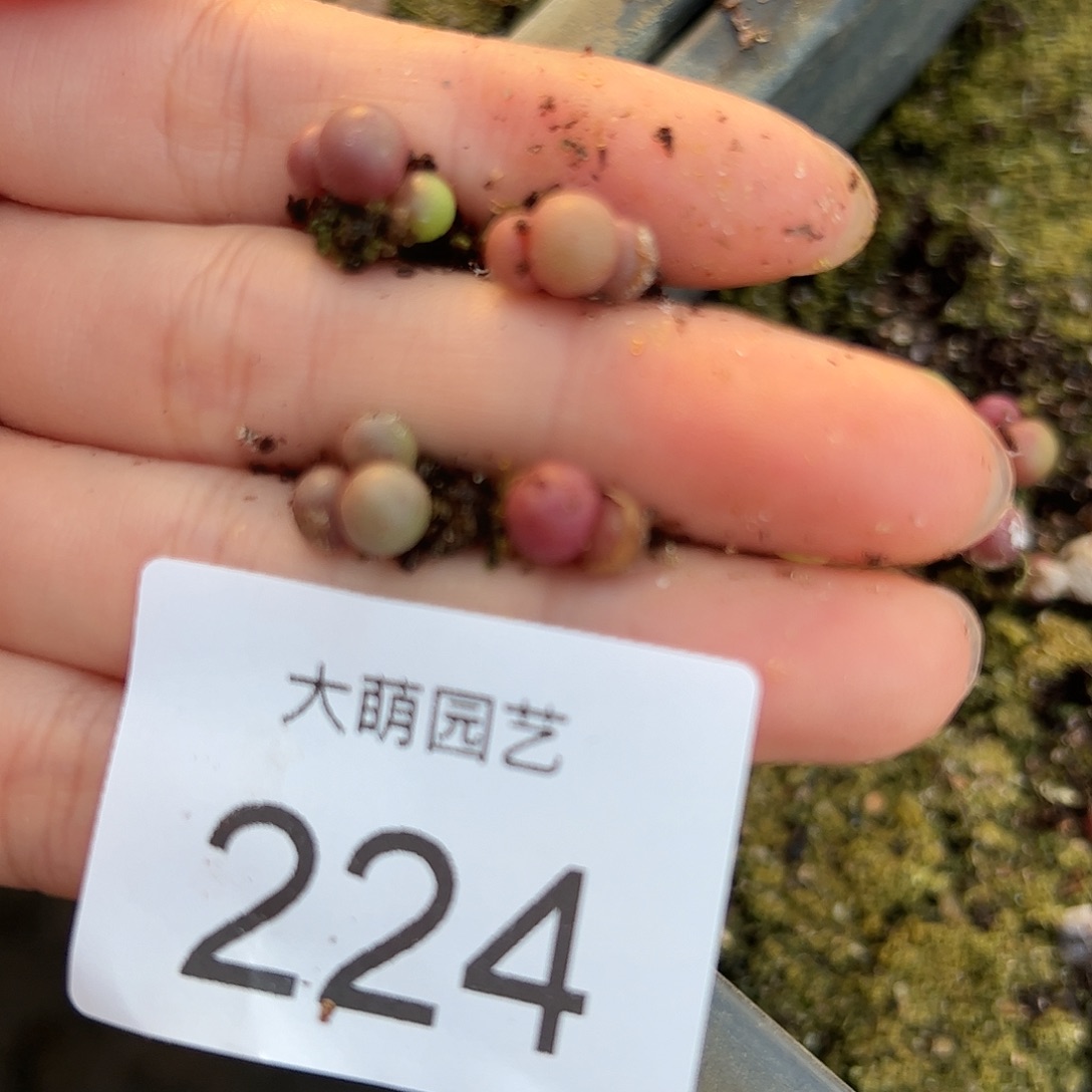 一物一拍4颗园艺紫葡萄。224