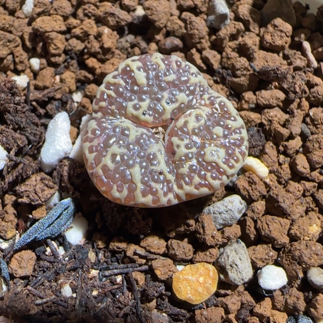 肉锥多肉植物组合-超级泡泡勋595