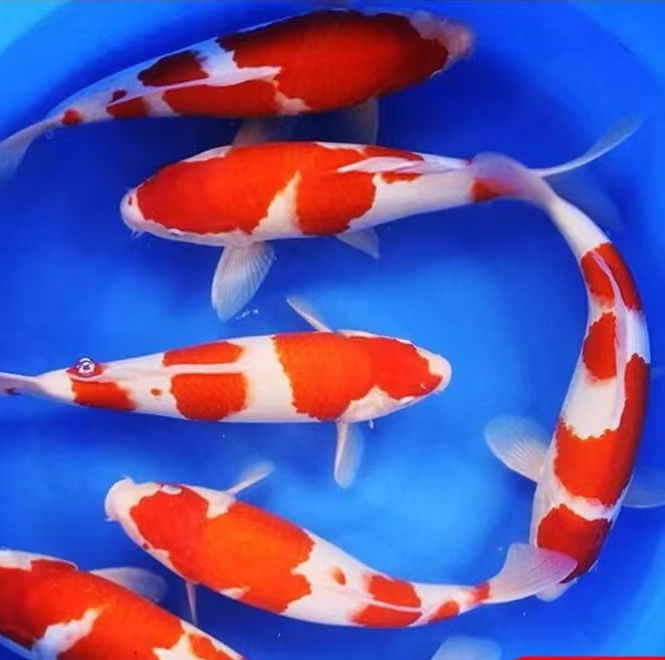 血统红白大正昭和锦鲤活体冷水淡水观赏鱼好养耐活招财鱼