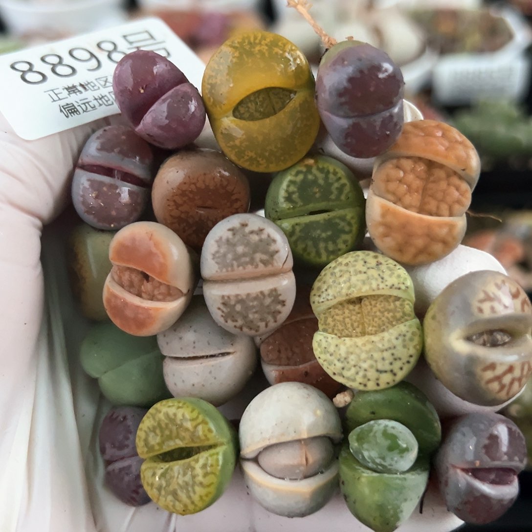 好养易活生石花大母本8898共20颗