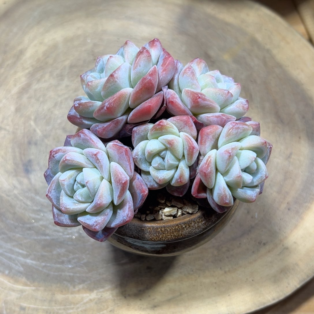 粗腿冰玉群无砍特