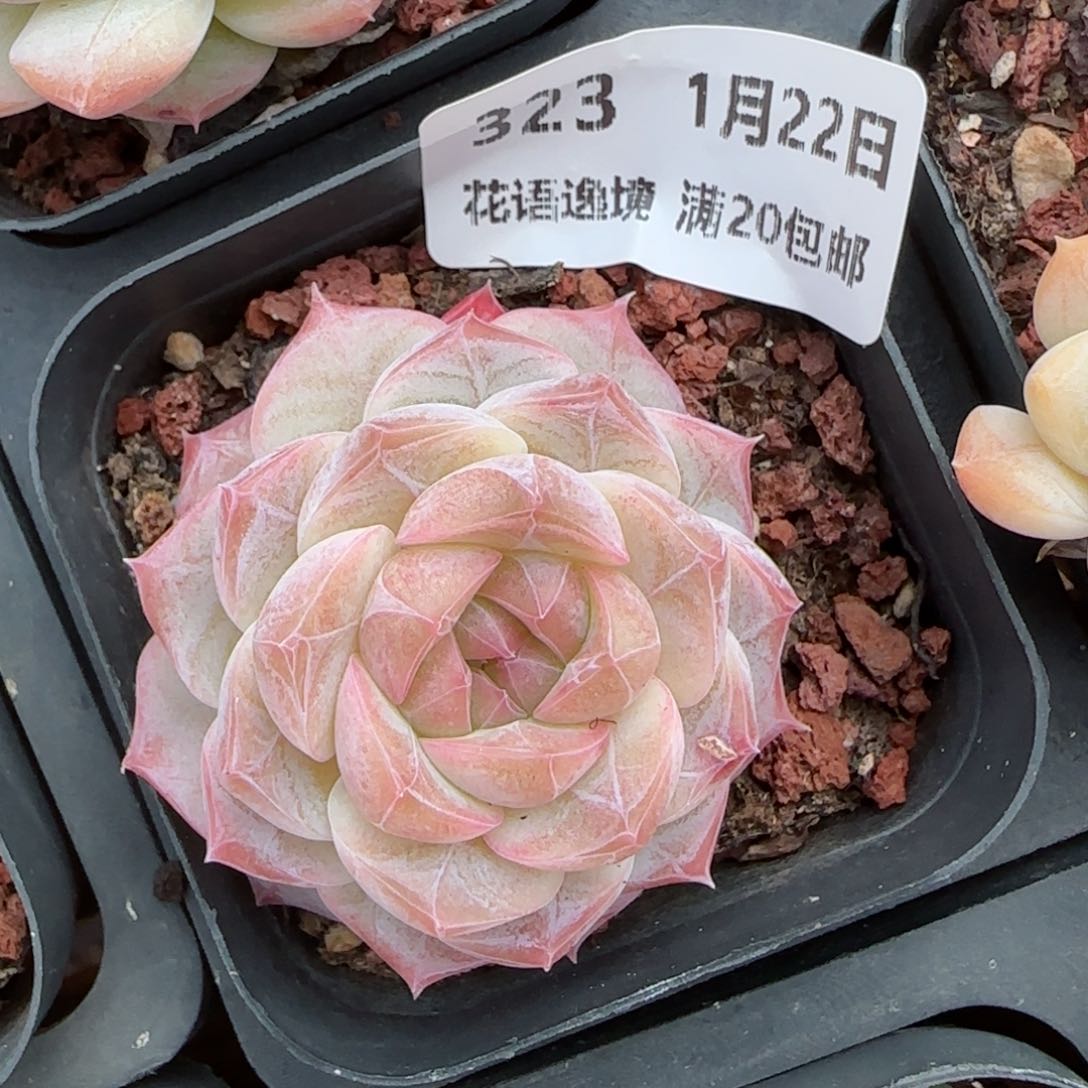 花语逸境0122-323