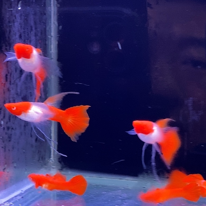 孔雀鱼红头大c3对