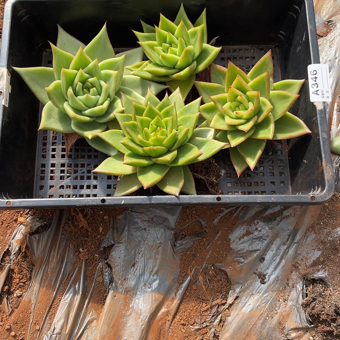 若如多云单拍A346