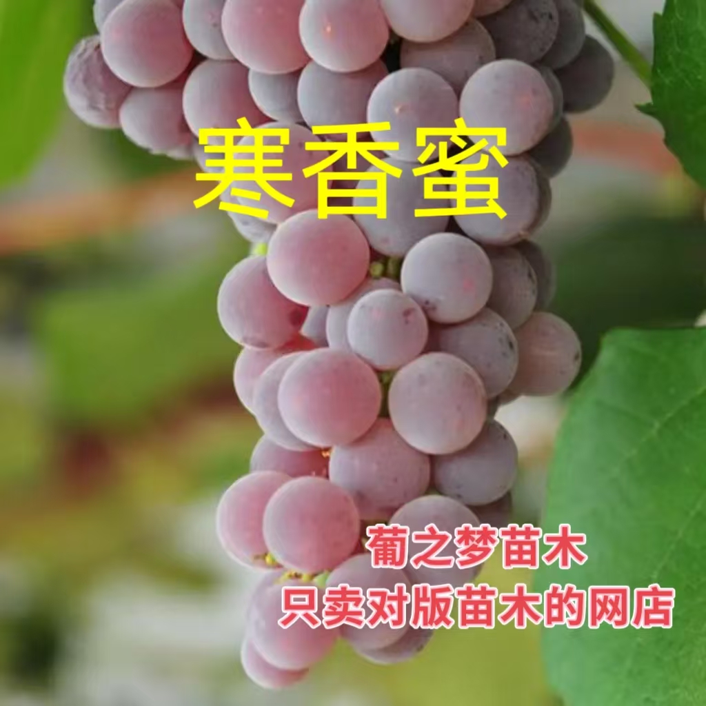 网红品种 寒香蜜（一年苗） 懒人品种 抗病 无核 有香味 