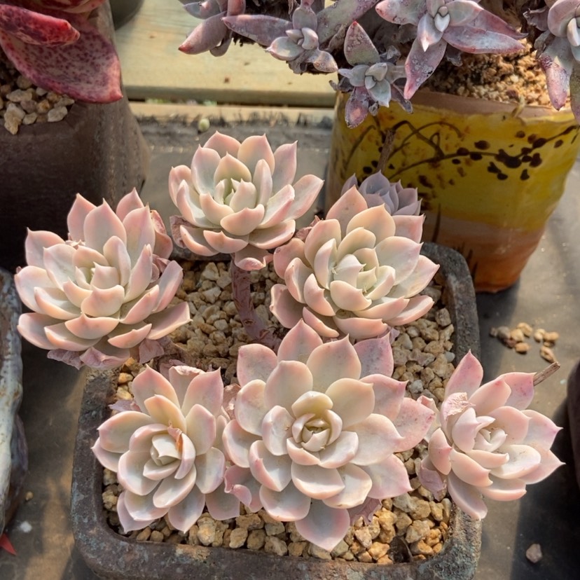 【闪购商品】皮士锦