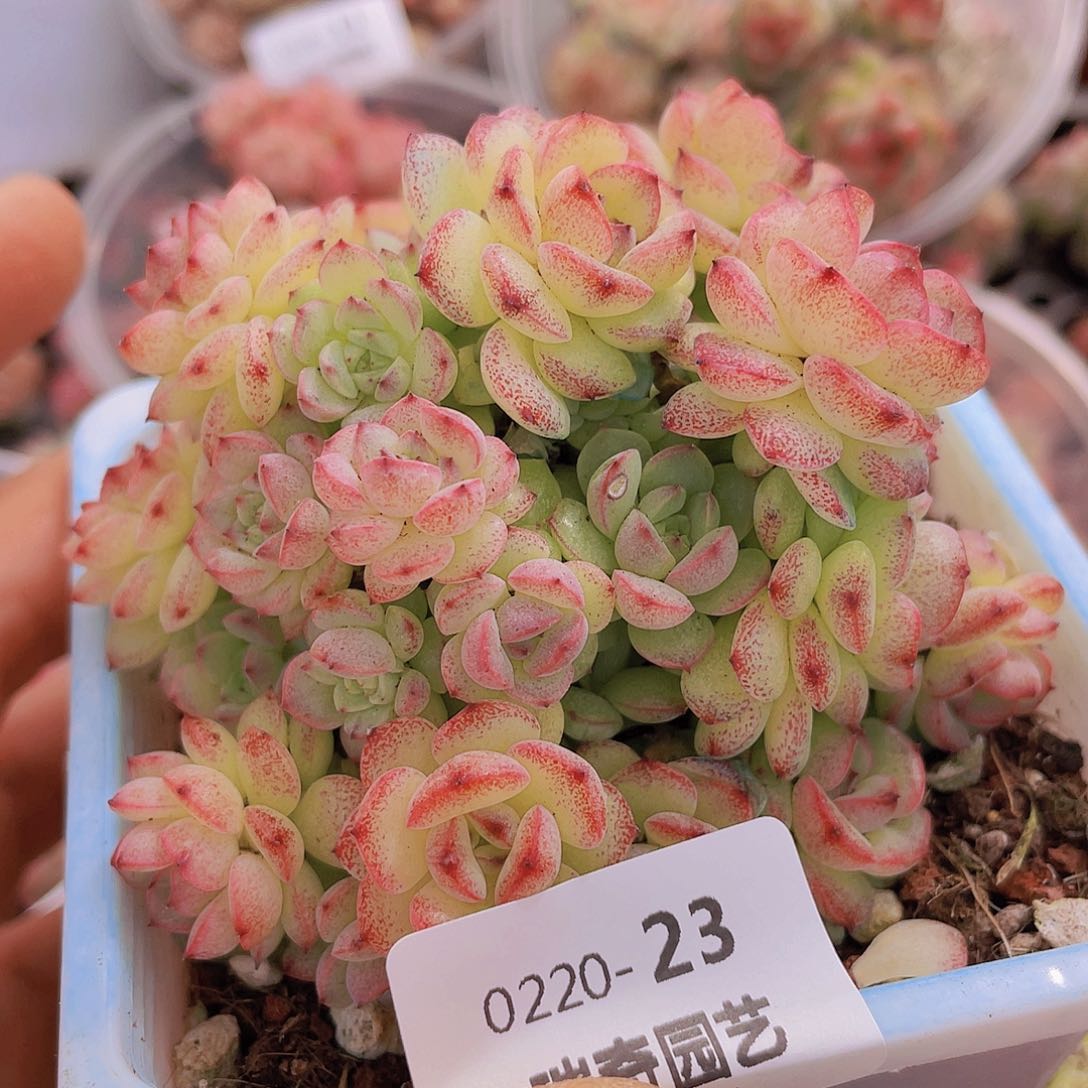 000000000000023量拍