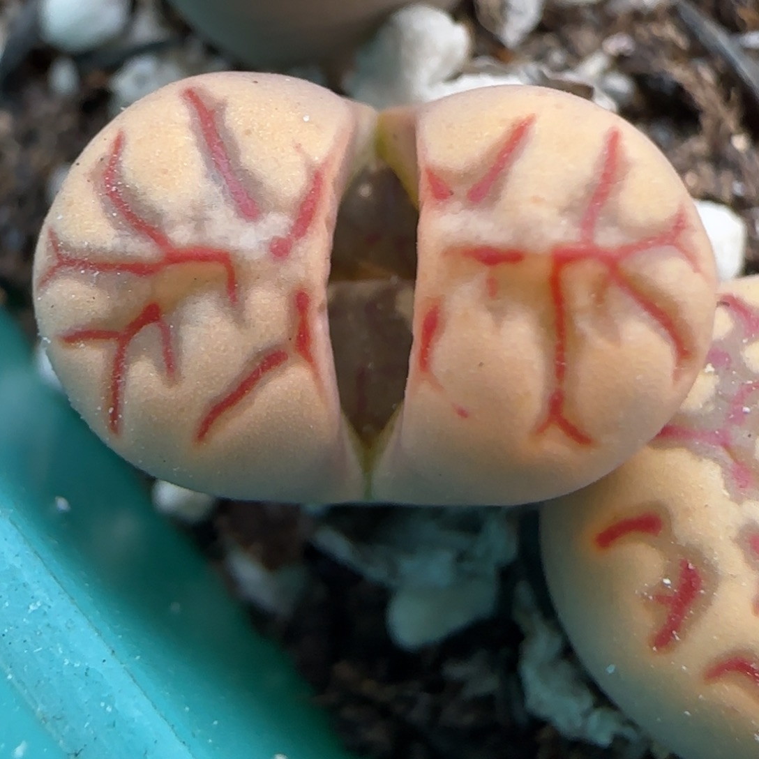 2.8，佐罗，9005、，