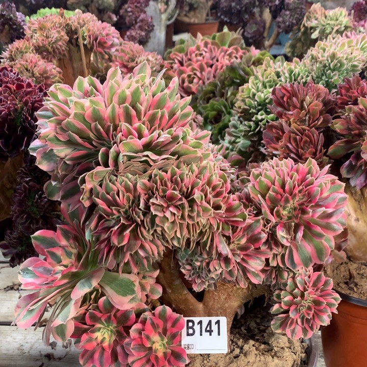 141粉女郎缀多肉法师