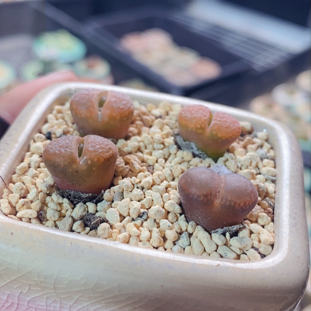 2777-一物一拍带盆 日系大型红风铃