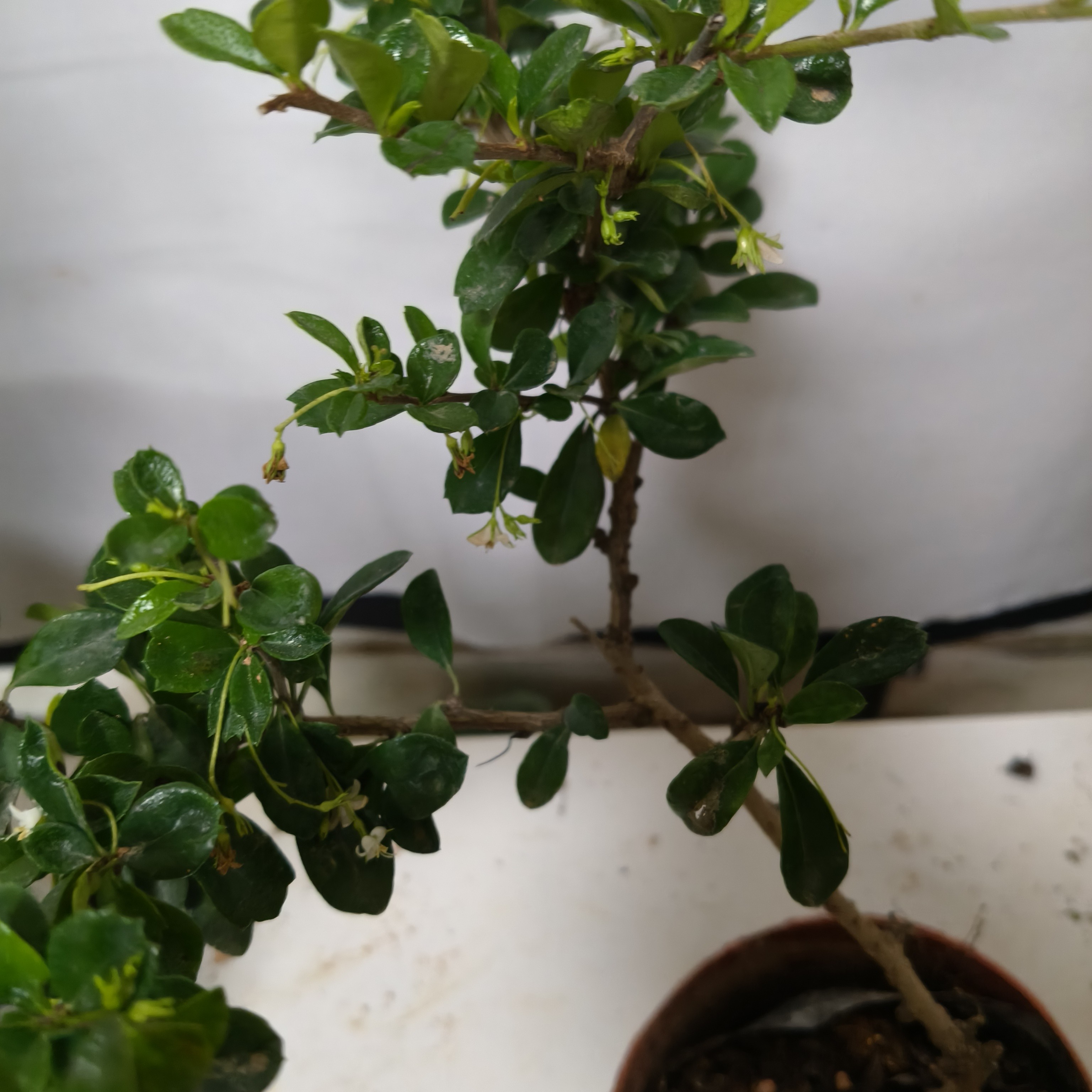 2棵福建茶/喜欢水耐半阴一天一次水叶面水