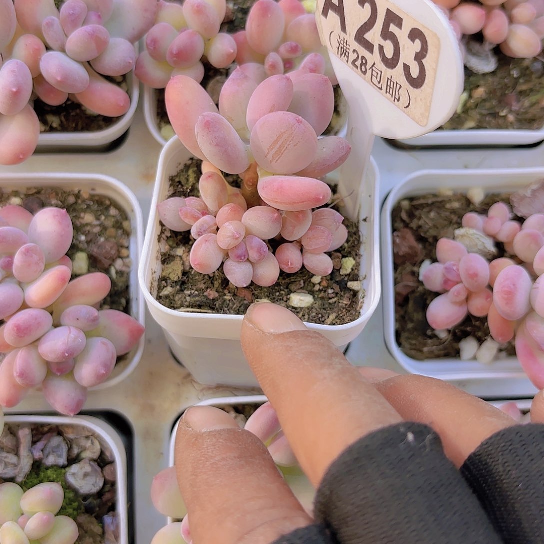 A253苹果奶一物一拍