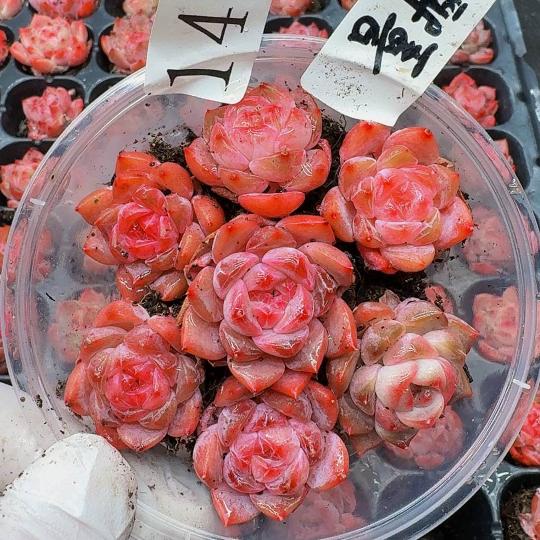 多肉植物多肉植物141量拍