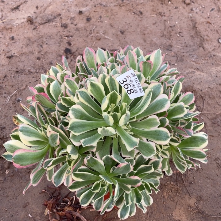 368白凤大手捧4法师