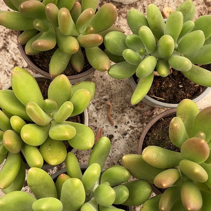 芒果奶三颗（拍满18包邮）