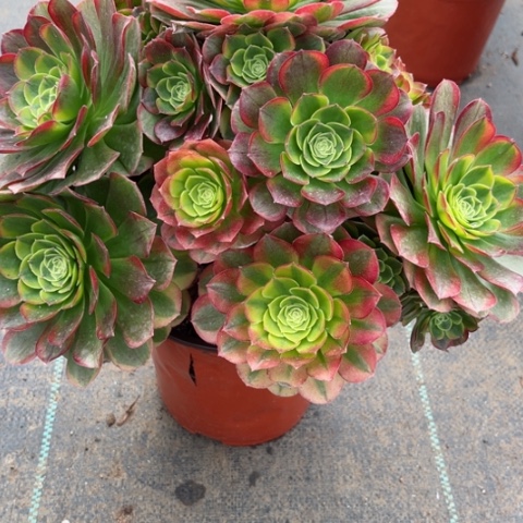 多肉植物中奶白锦。