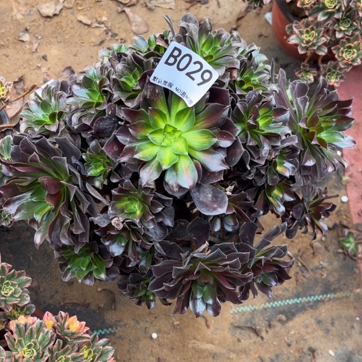 花纳多肉植物029.