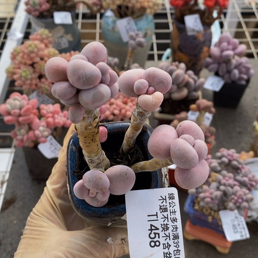 芭比奶酪458/8c m