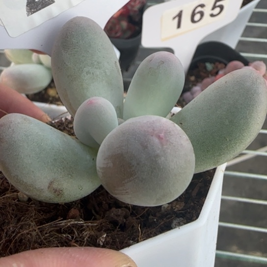 287米可奶一物一拍多肉