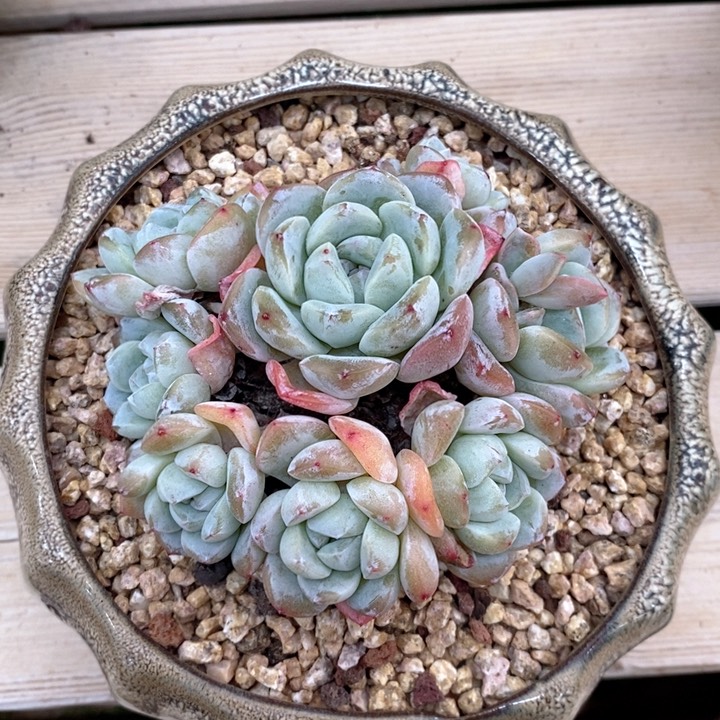 雪媚娘 韩货精品