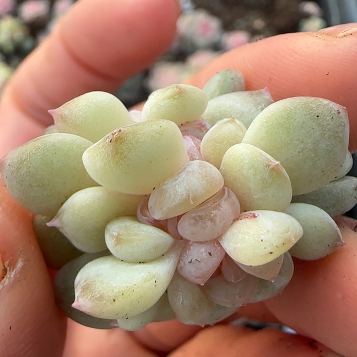 爱***蚁65 王者系列多肉一颗