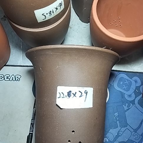 莲花金钟一个花盆