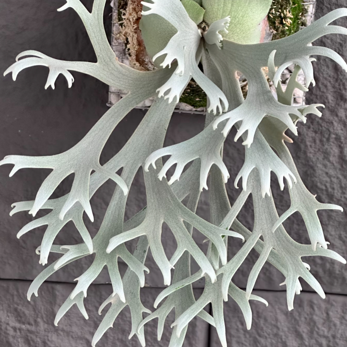 冰霜女孩鹿角蕨/侏儒爪哇鹿角蕨/直播一对一选苗/网红绿植盆栽