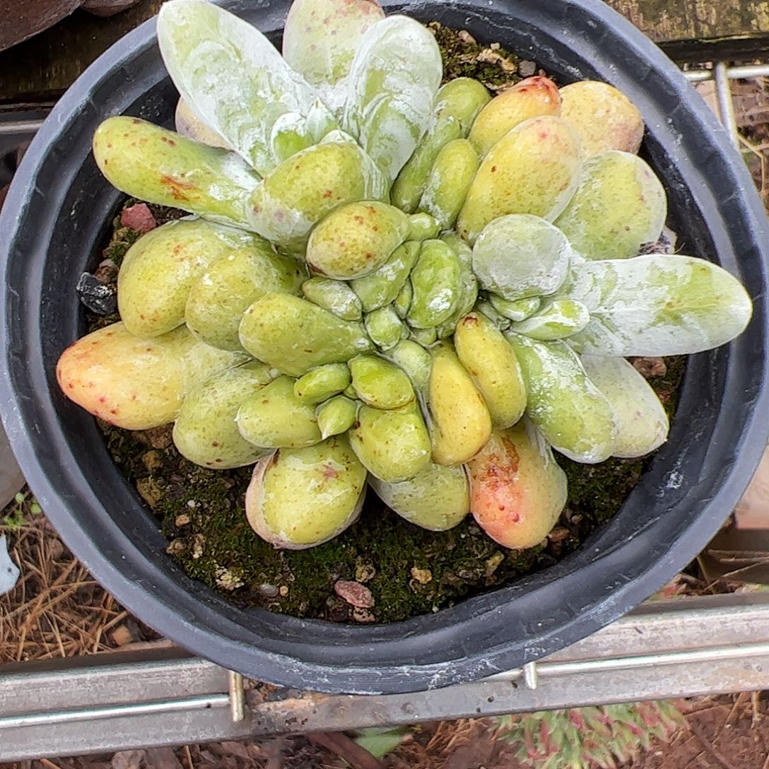 3577拇指缀化仙女杯多肉