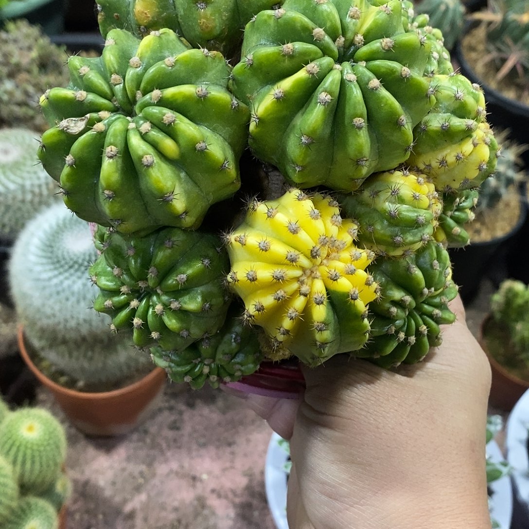 貂***儿无花朵仙人球仙人掌大豪丸锦