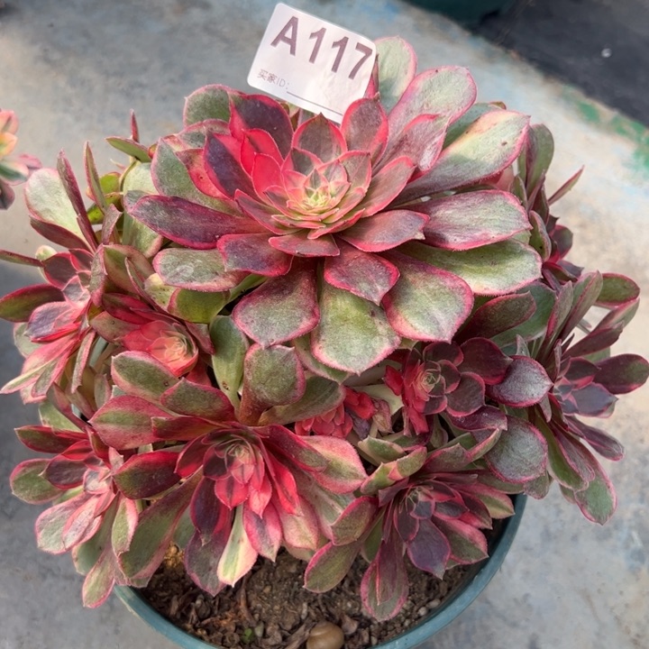 117黑魔锦20厘米左右