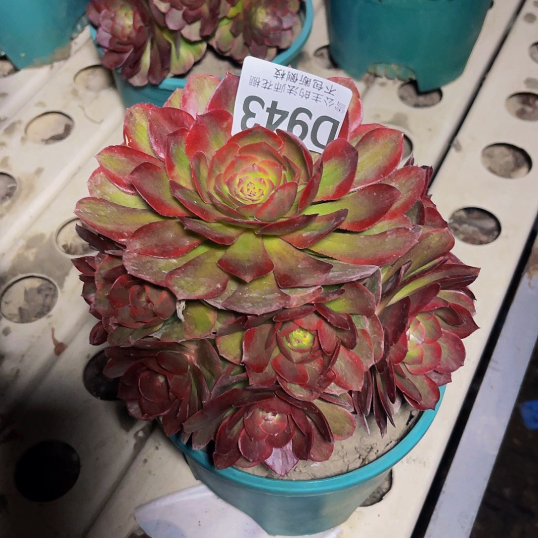 法师法师7-28包邮法师