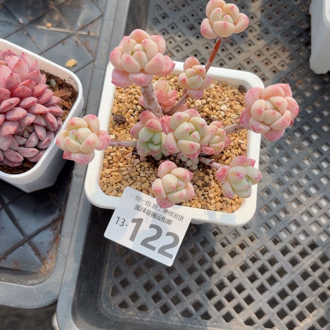 粉香水老桩多肉多肉多