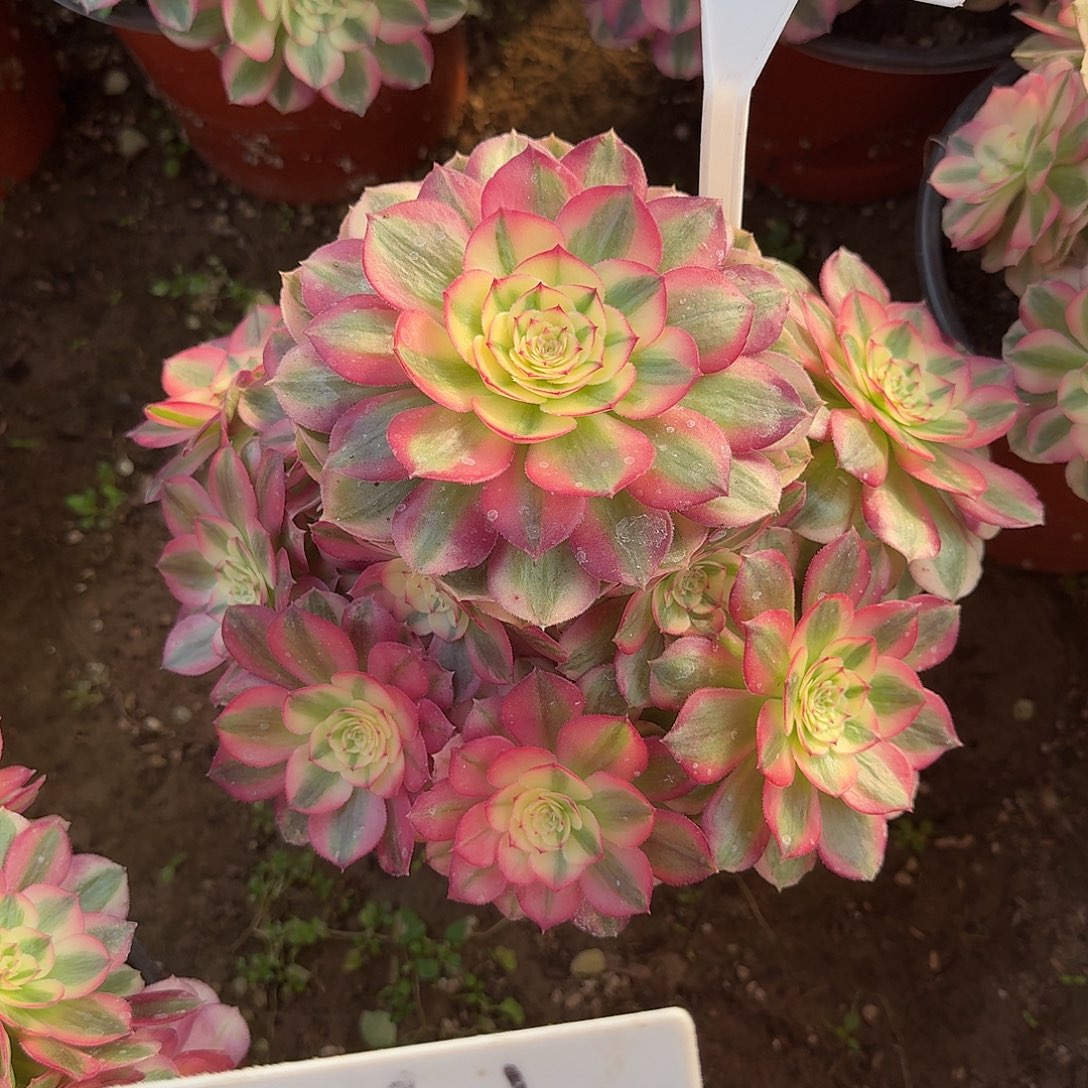 4541倾城多肉法师多肉