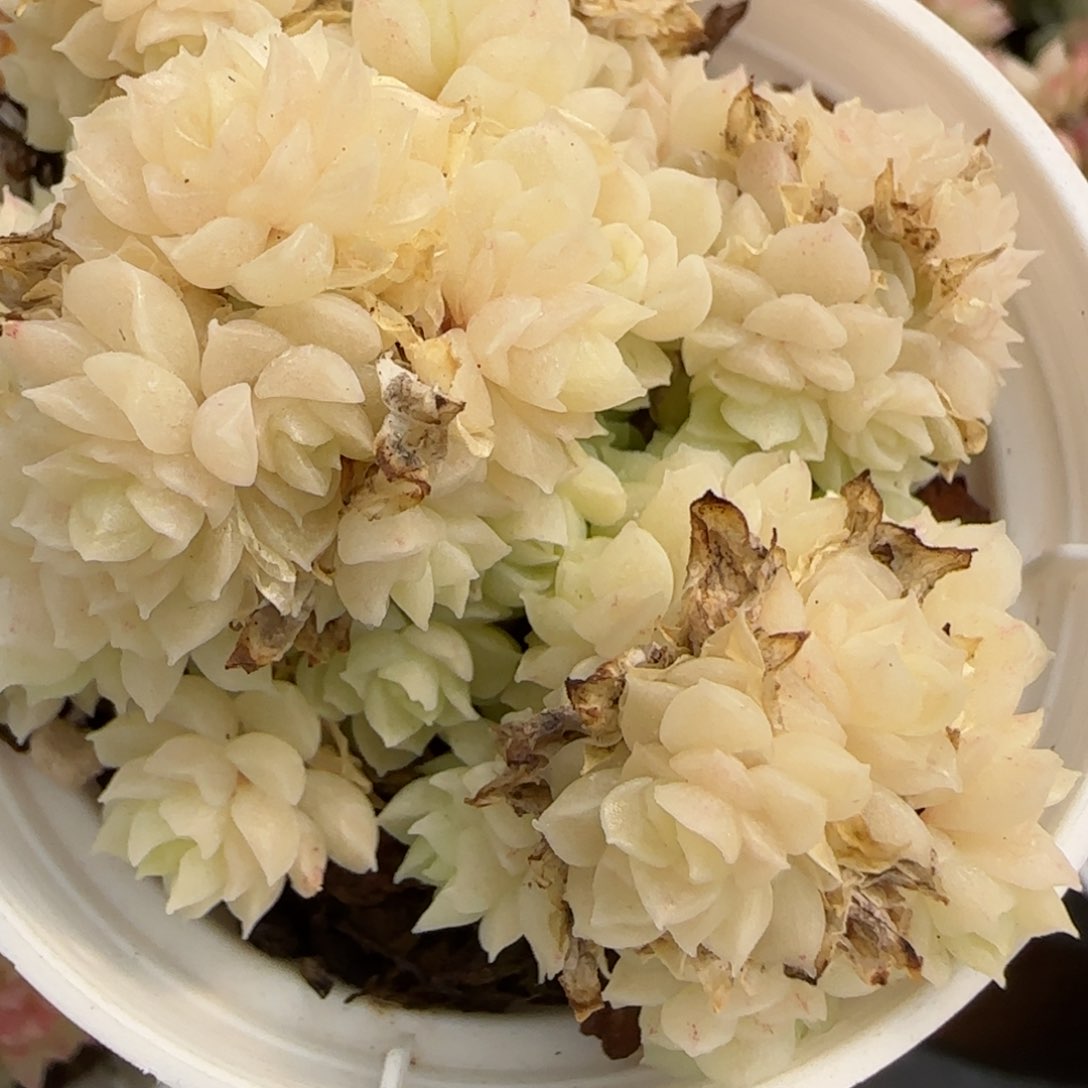 花语逸镜0215-443散