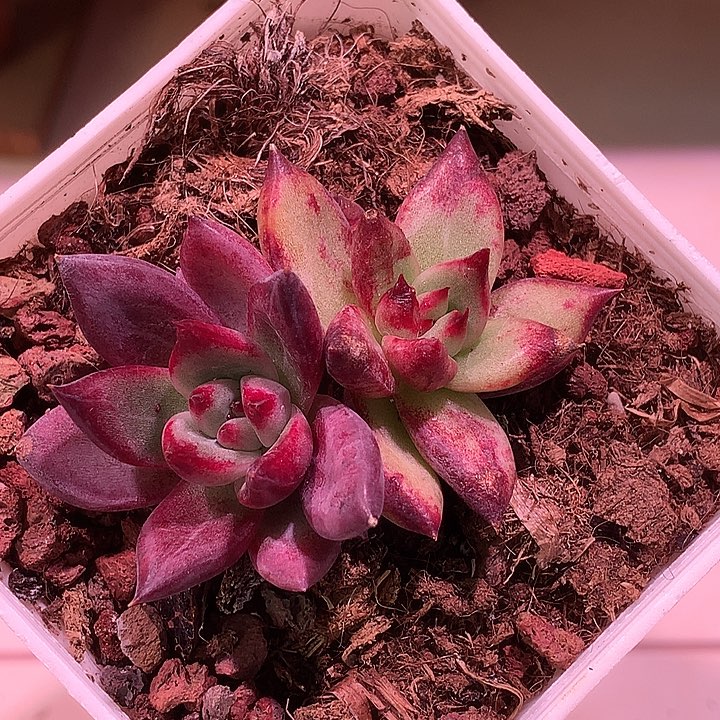 罗卡锦锦锦锦锦锦
