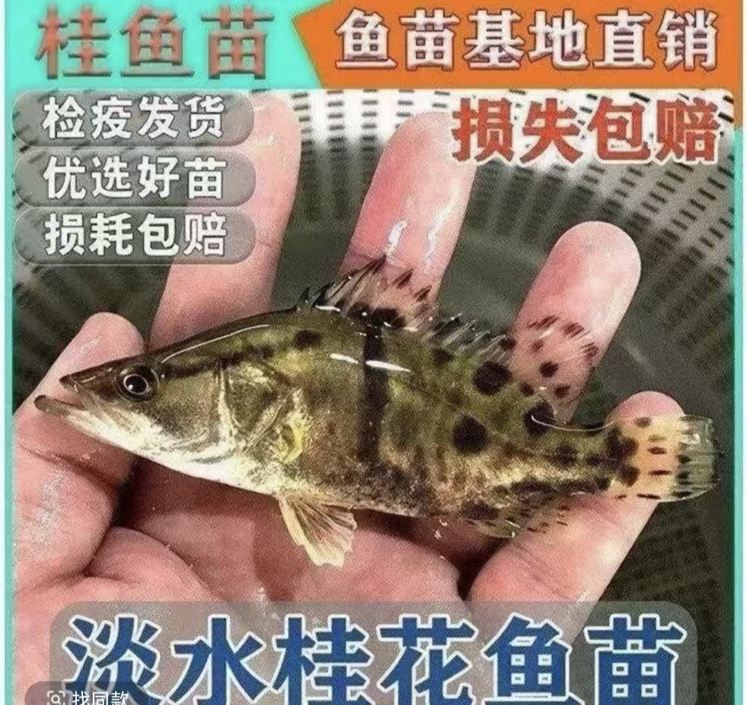 大规格桂花鱼淡水养殖好养可作观赏鱼