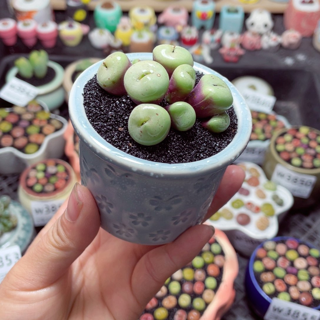 w3856 带盆土发货-零下地区拍保温箱