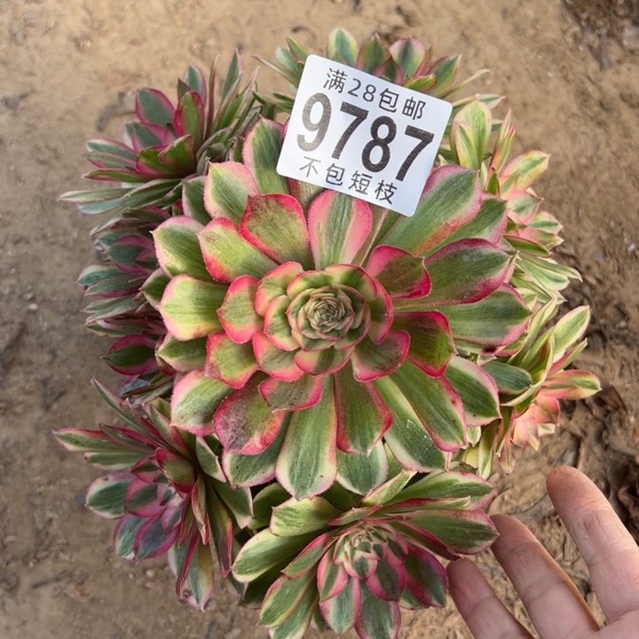 瑶光多肉植物法师9787