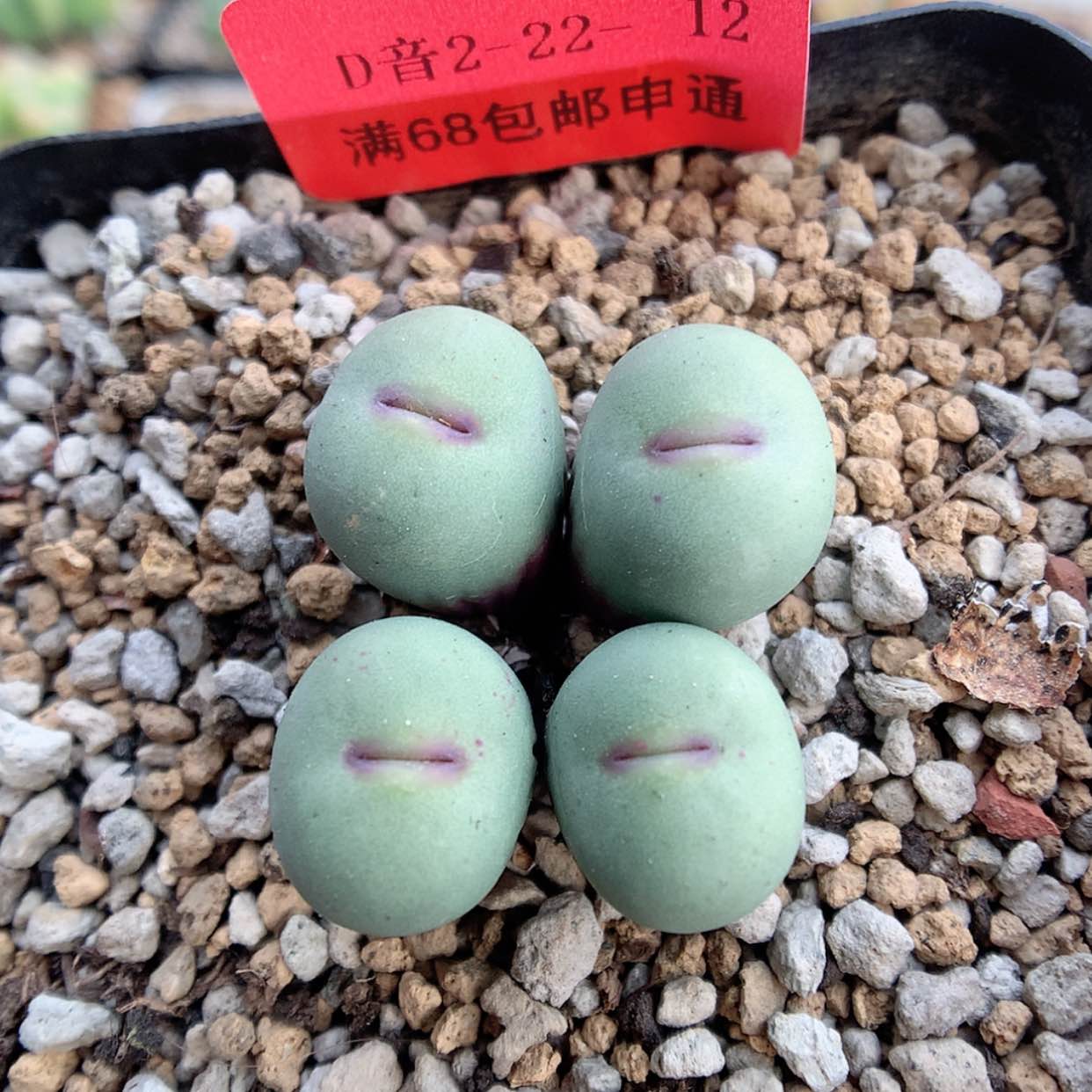 【闪购商品】2-22-12 小红嘴一群 80