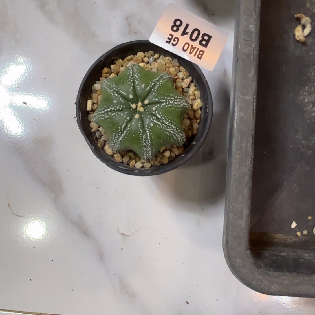狂***牛B018号兜9.22仙人球