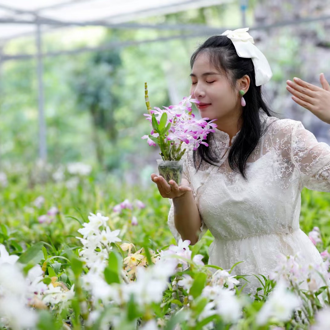 一物一拍品种石斛兰花石斛兰，拍下商品前先询问。石斛兰盆栽