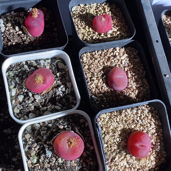 22344。    一组紫红带盆。  