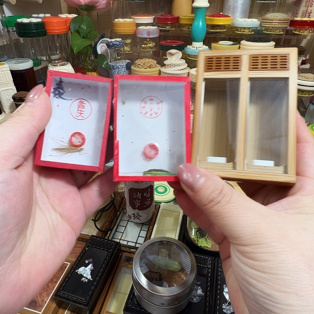 6***丸哈哈哈竹盒子➕段须绿金钟➕泰竹蛉